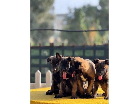 Muhteşem belçika malinois yavrularımız