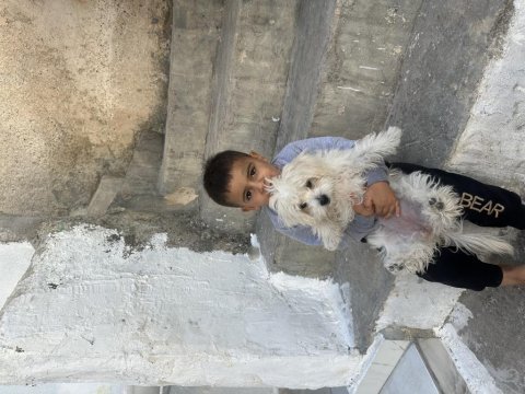 Sevimli maltipoo yavrumuz maya ya temiz güzel aile aranıyor
