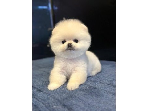 Teddy surat pomeranian boo yavrular
