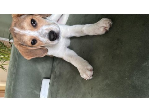 4 aylık elizabeth beagle