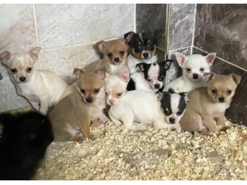 Chihuahua yavrularımız yeni sahibini bekliyor