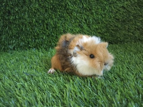 Guinea pig yavrular aynı gün set halinde teslim edilir
