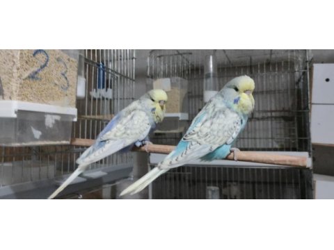 Show jumbo muhabbet kuşu