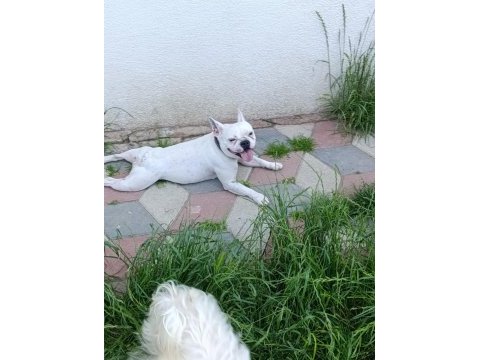 French bulldog kızımız sevgi dolu ailesini arıyor