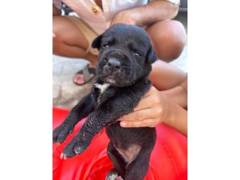 Simsiyah dişi cane corso