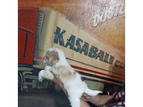 60 günlük dişi morkie