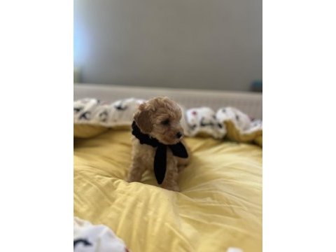 Yakışıklı oğlumuz maltipoo