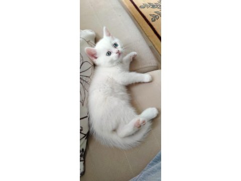 Mavi gözlü erkek kedimiz