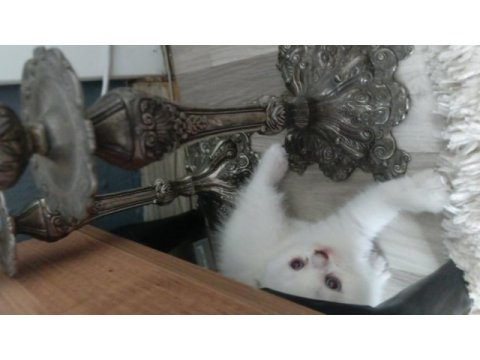 Sevimli scottish fold kedicikler