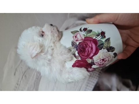 Maltese dişi erkek yavru köpeklerimiz