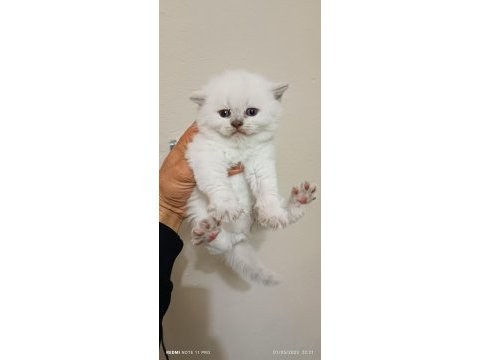 Dişi safkan british longhair