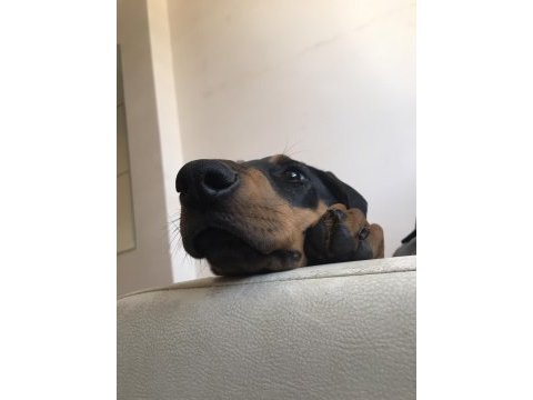 Dünyalar tatlısı 4 aylık doberman eğitime açık