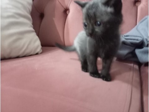Teslime hazır blue point british shorthair yavrular