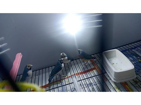 Mavi ve silver goldian finch takımlar
