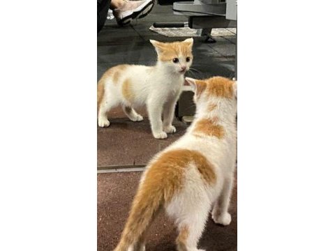 Oyuncu yavru kedimiz için ömürlük yuva aranıyor acil