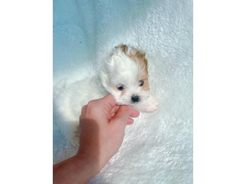 Show kalite tea cup morkie yavrularımız 