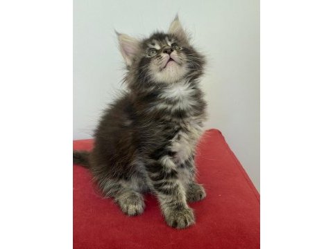 Şecereli maine coon yavrular 2.5 aylık