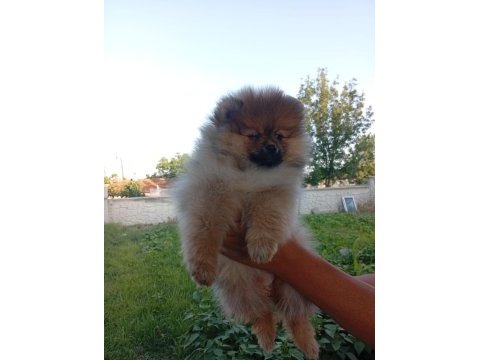 Şampiyon babadan erkek dişi pomeranian yavrular