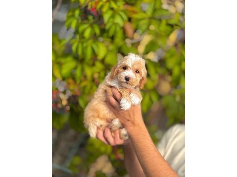 Pamuk gibi maltipoo bebekler aile ortamında büyüdü