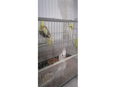Ev besleme sultan papağanı bebekler