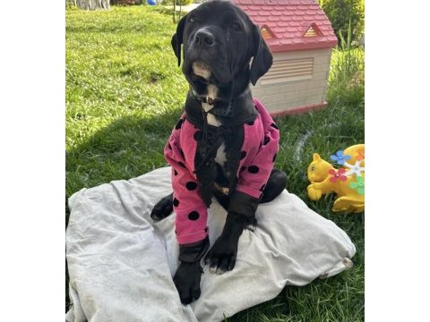 Dişi cane corso yetişkin