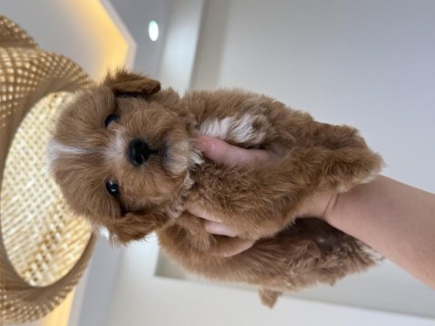 Party color maltipoo