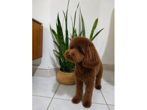 2.5 aylık toy poodle