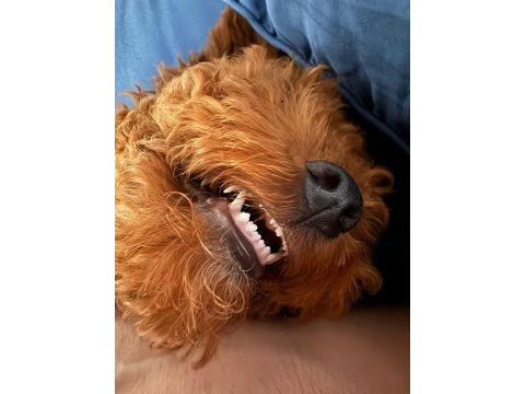 Erkek 5 aylık toy poodle