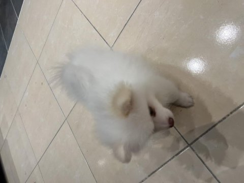 Acil uygun pomeranian boo