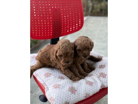 Anne altından toy poodle yavruları