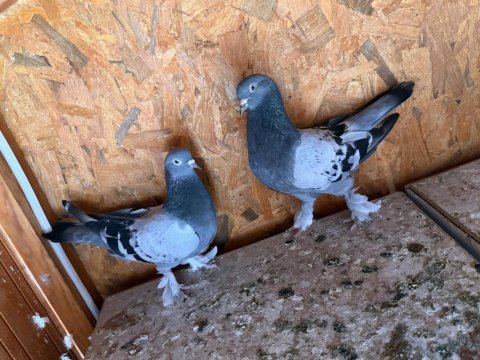 Eski soy ankara kusları şenol olgan kuşları
