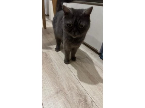 Kedimiz lia için iyi bir yuva arıyorum