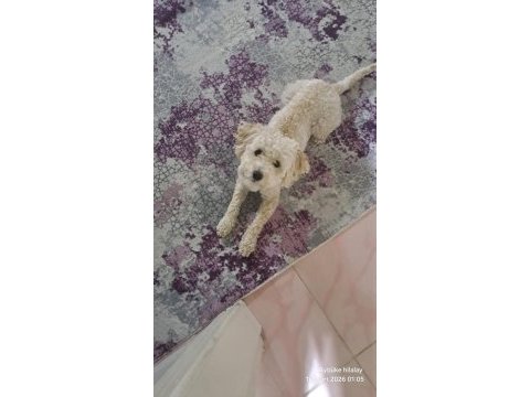 Erkek terrier cins beyaz