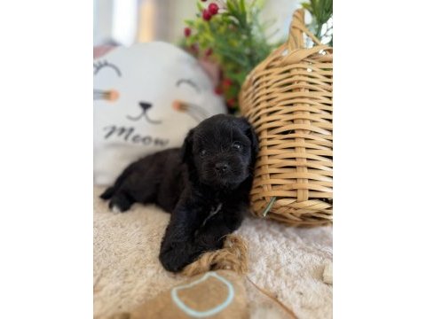 Nadir bulunan siyah poodle