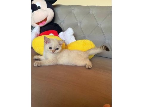 Safkan british shorthair golden point bebek