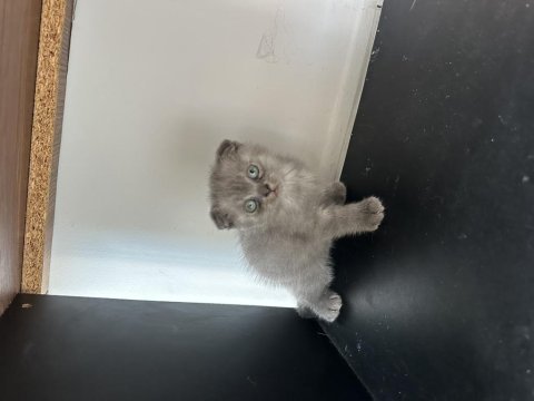Yavru scottish fold kedimizi sahiplendirme