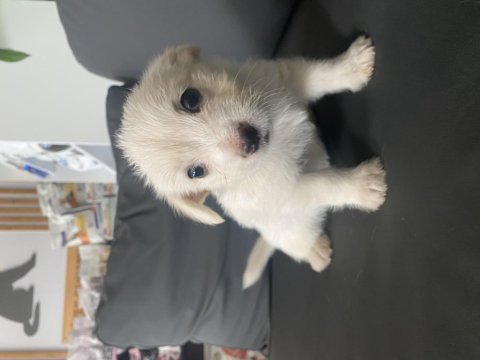 Terler cinsi köpeğimin yavrusu