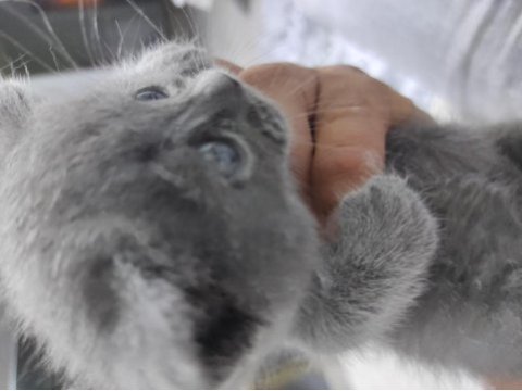 Cins kedimiz british shorthair
