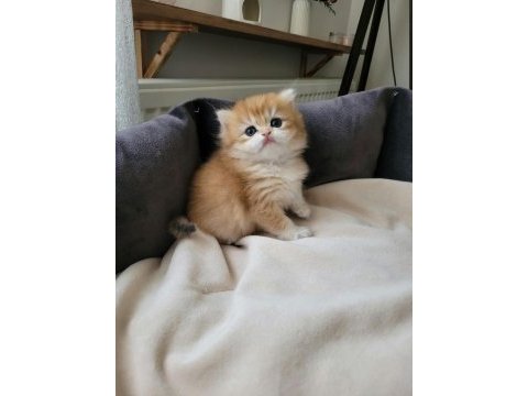 Çok tatlı yavru british longhair