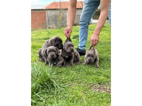 Blue cane corso yavrular