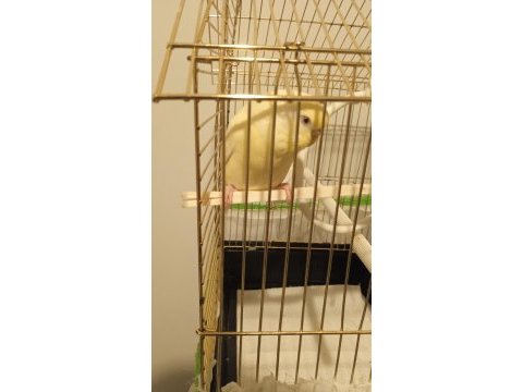 Satılık lutino dişi yavru muhabbet kuşu