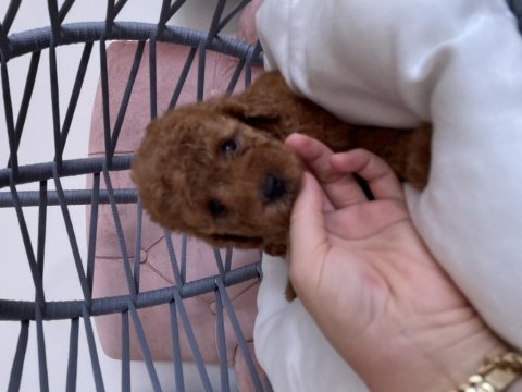 Toy poodle yavrularımız yeni yuvasına gitmeye hazır
