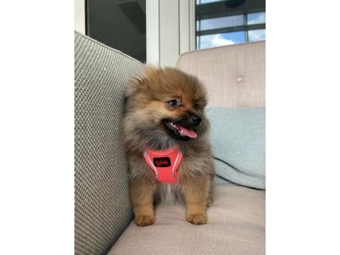 Ukrayna menşeili anne babadan pomeranian