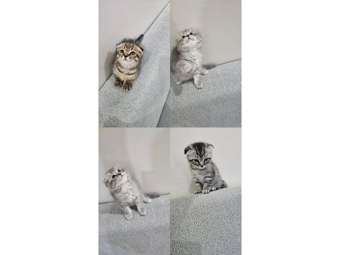 56 günlük scottish fold dişi ve erkek yavrular