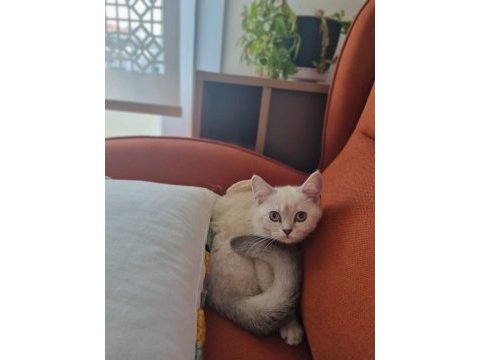 Scottish fold yavru
