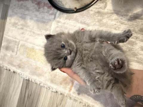 Safkan brıtısh longhair kedimiz