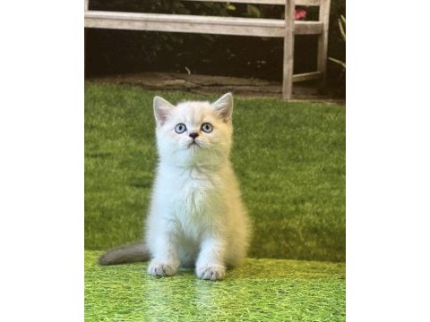 Brıtısh shorthair sılver poınt yavrularım