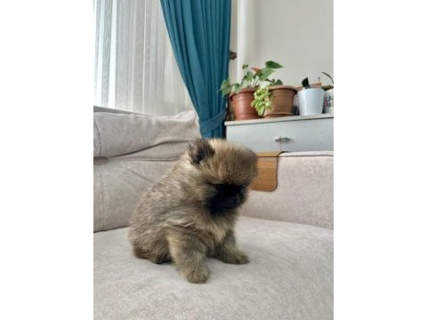 Erkek pomeranian son erkek teddy bear ayı surat yavrumuz