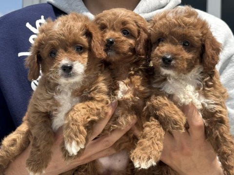 Ankaranın en güzel maltipoo yavruları