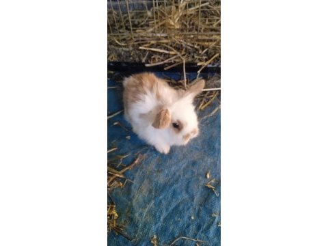 Teddy lop tavşan yavrular 35 günlük